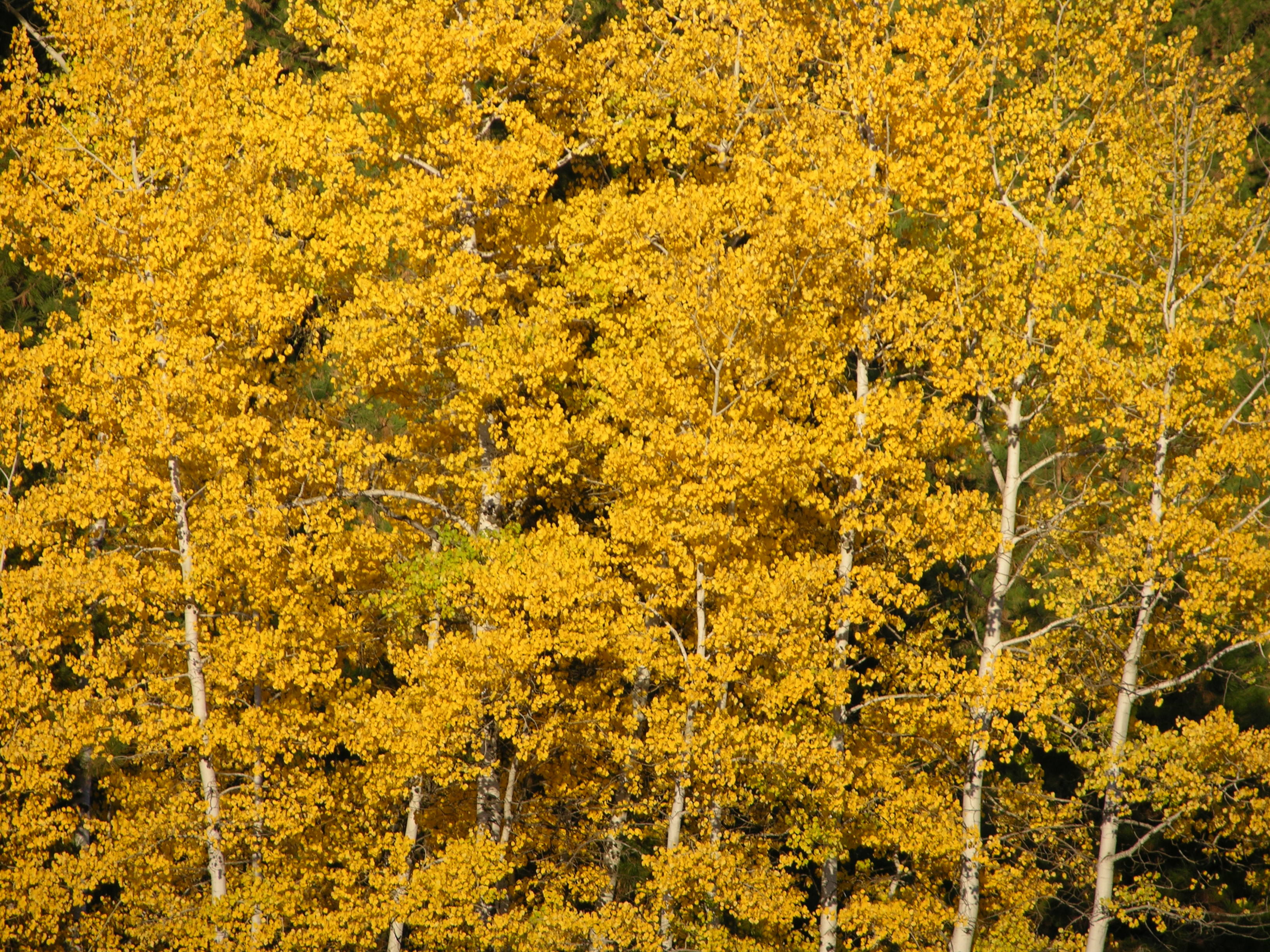 Golden outlets Aspens